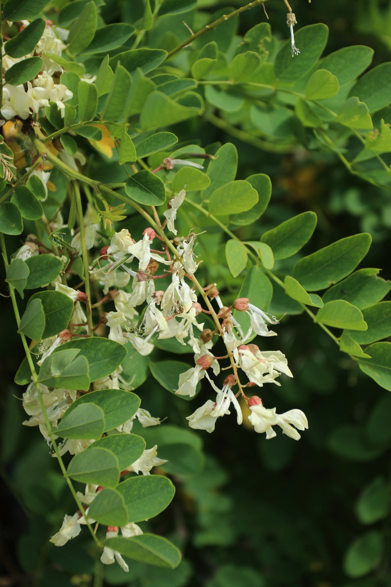 Изображение особи Robinia pseudoacacia.