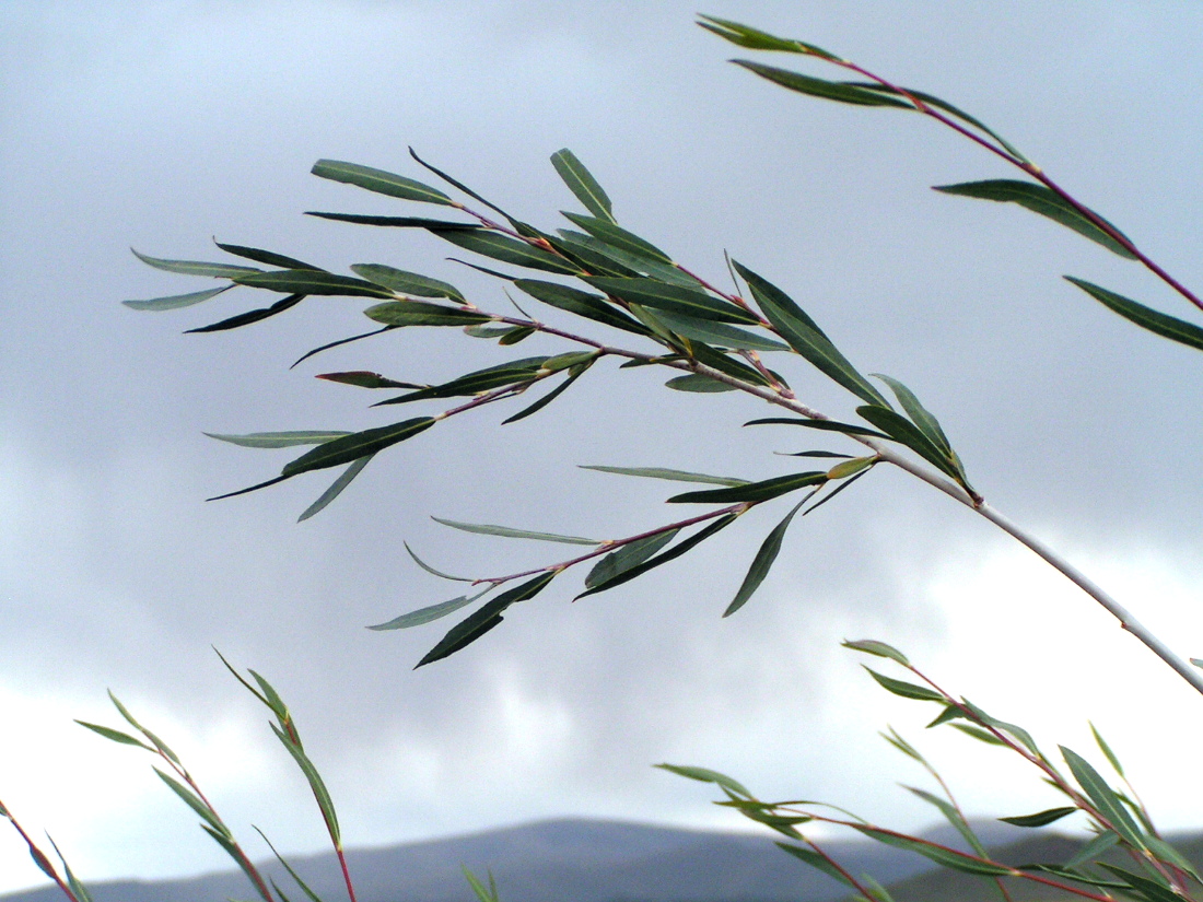 Image of Salix ledebouriana specimen.