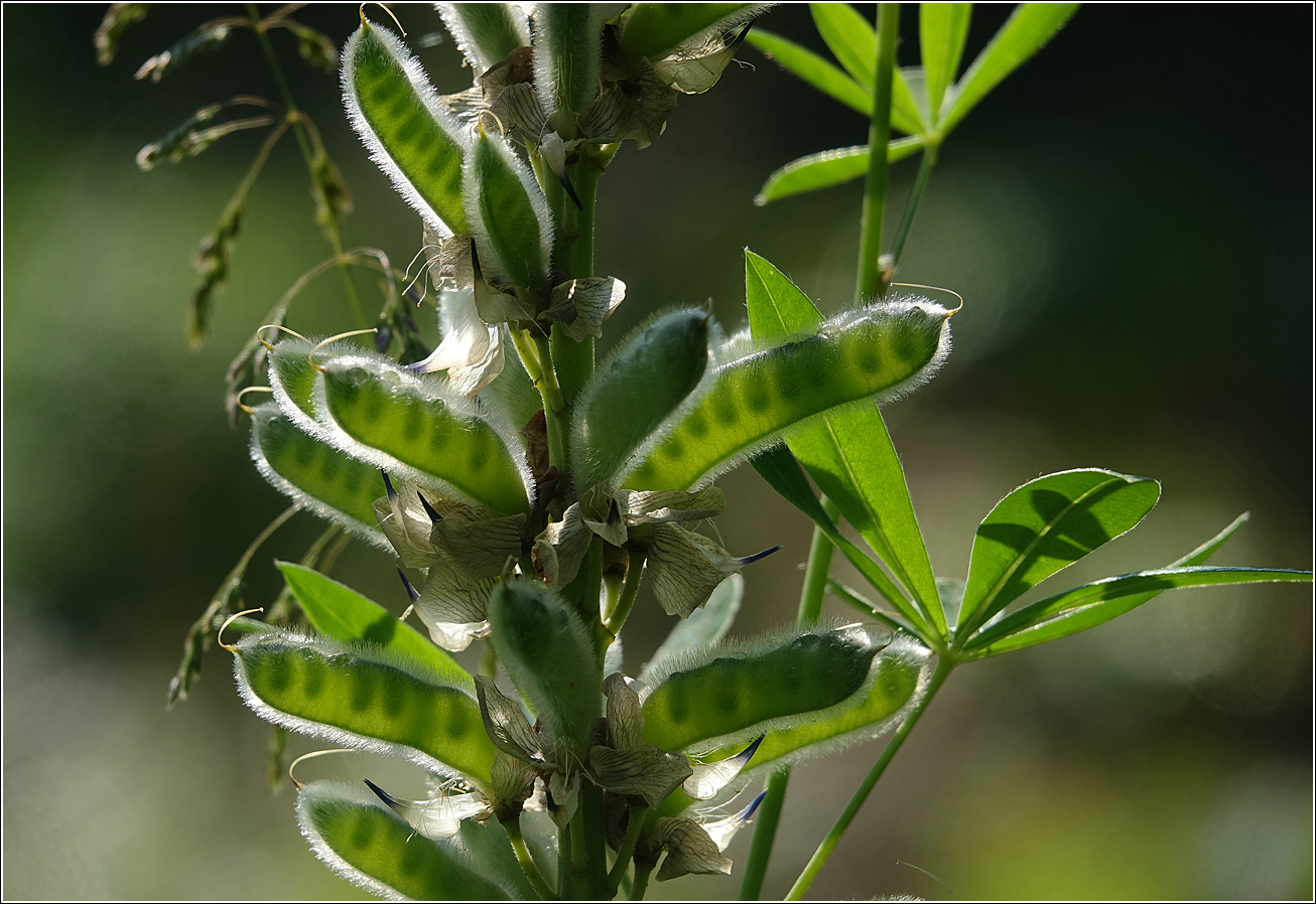 Image of Lupinus polyphyllus specimen.