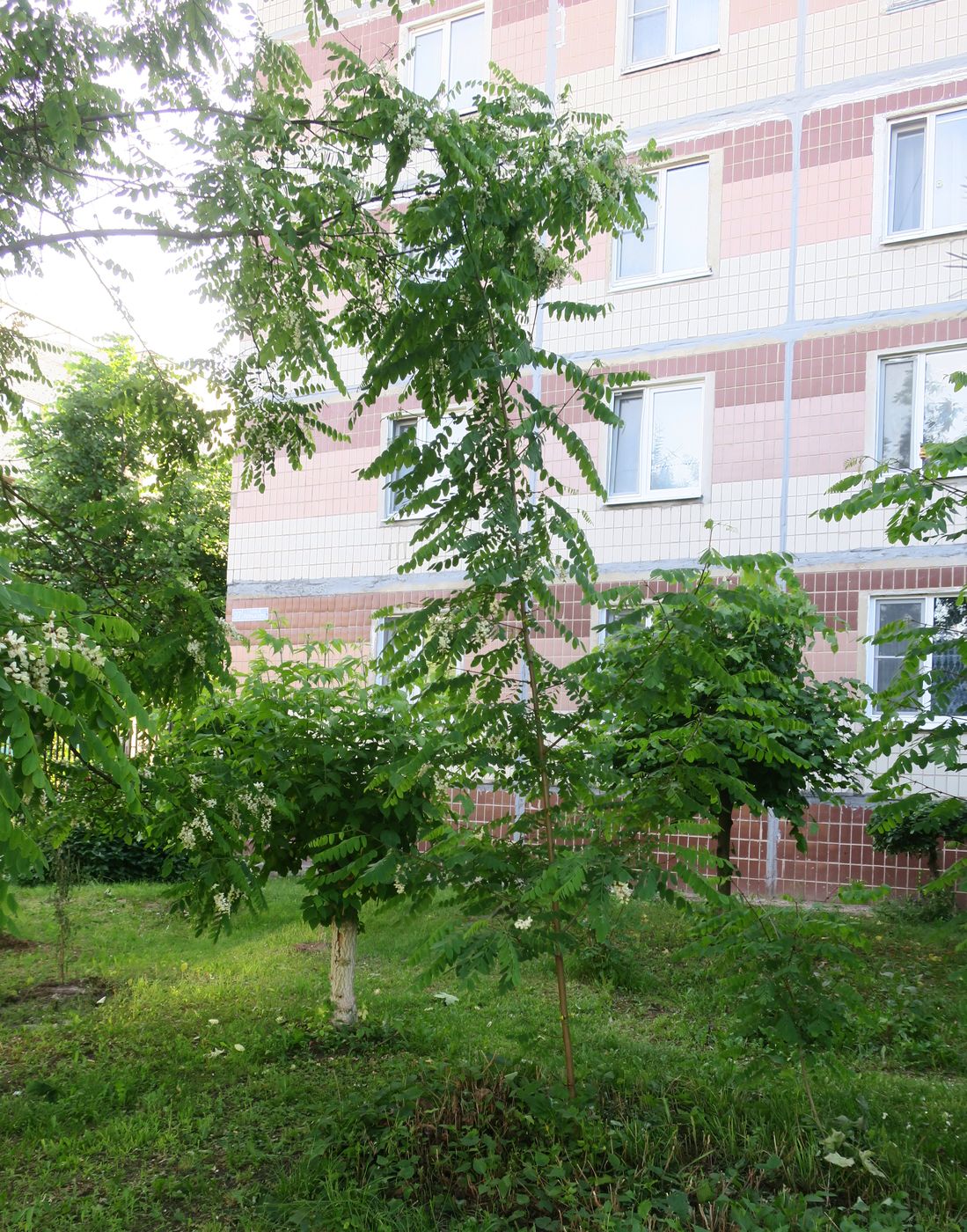 Изображение особи Robinia pseudoacacia.