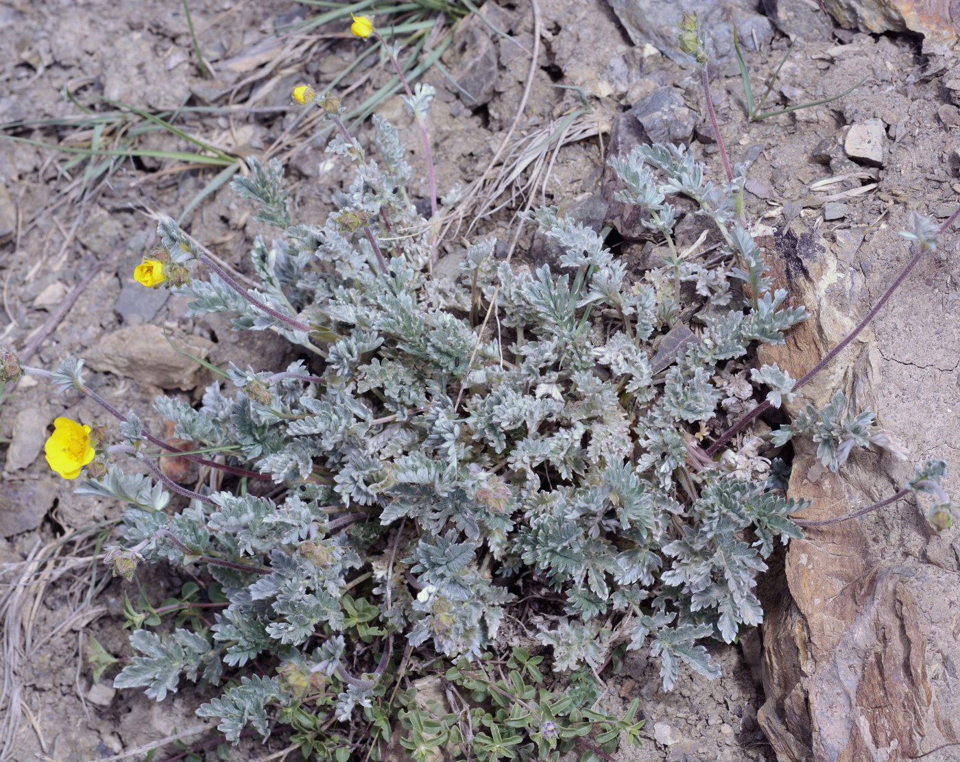 Изображение особи Potentilla pamiroalaica.