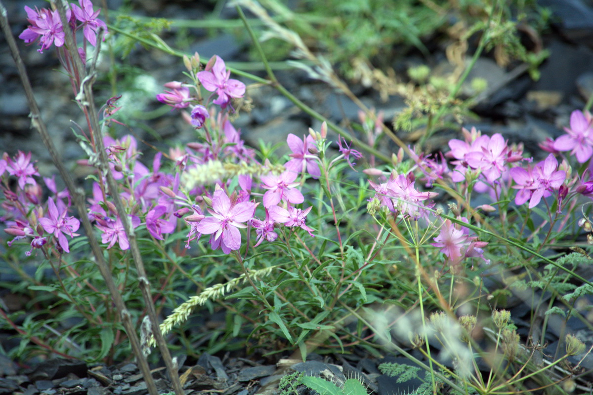 Изображение особи Chamaenerion colchicum.