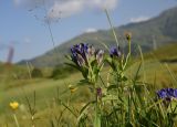 Gentiana septemfida. Верхушки цветущих растений. Чечня, Итум-Калинский р-н, окр. ур. Цамадой, выс. 2100 м н.у.м., луг на берегу озерца. 6 августа 2023 г.