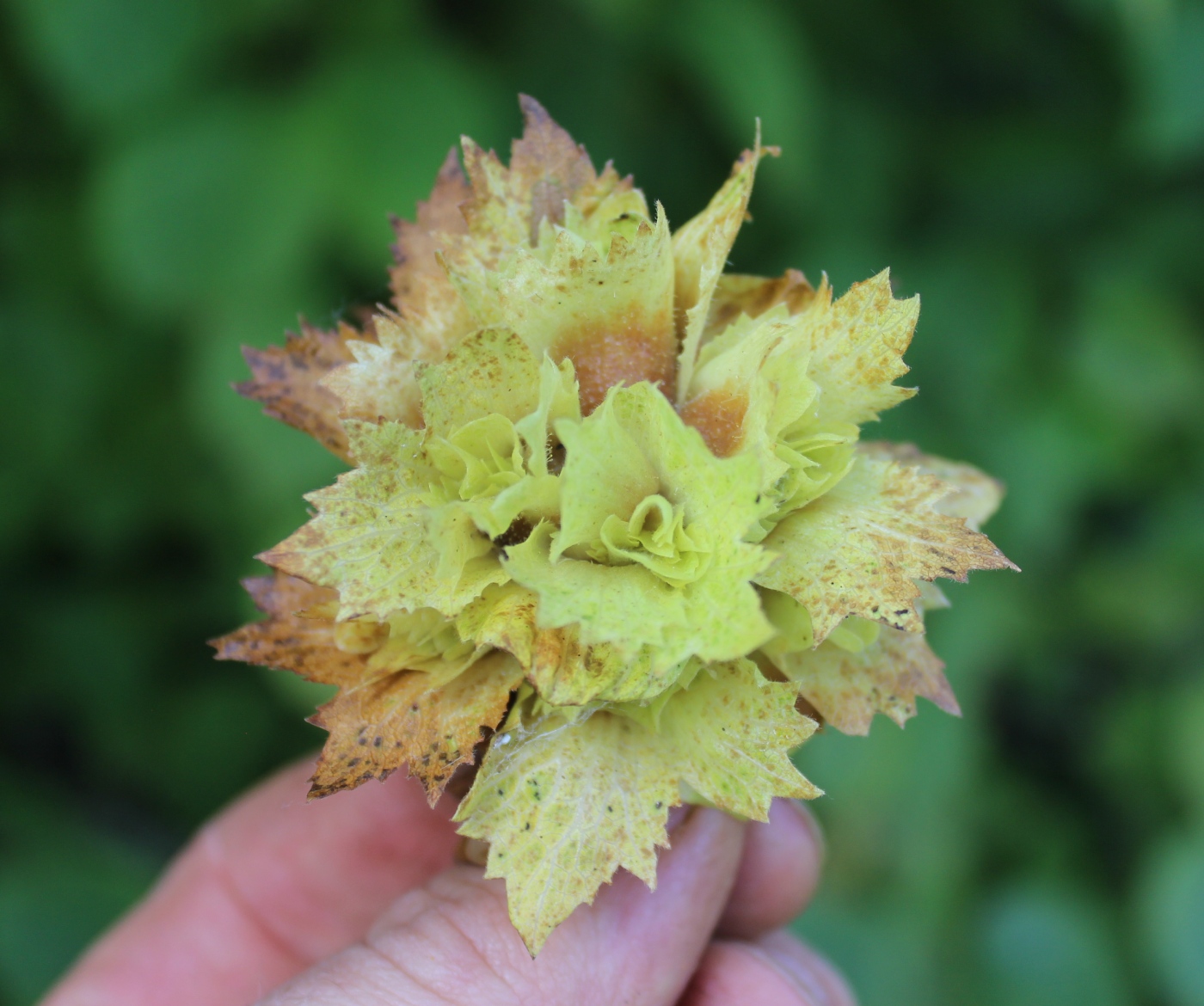 Image of Corylus americana specimen.