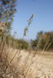 Artemisia pontica