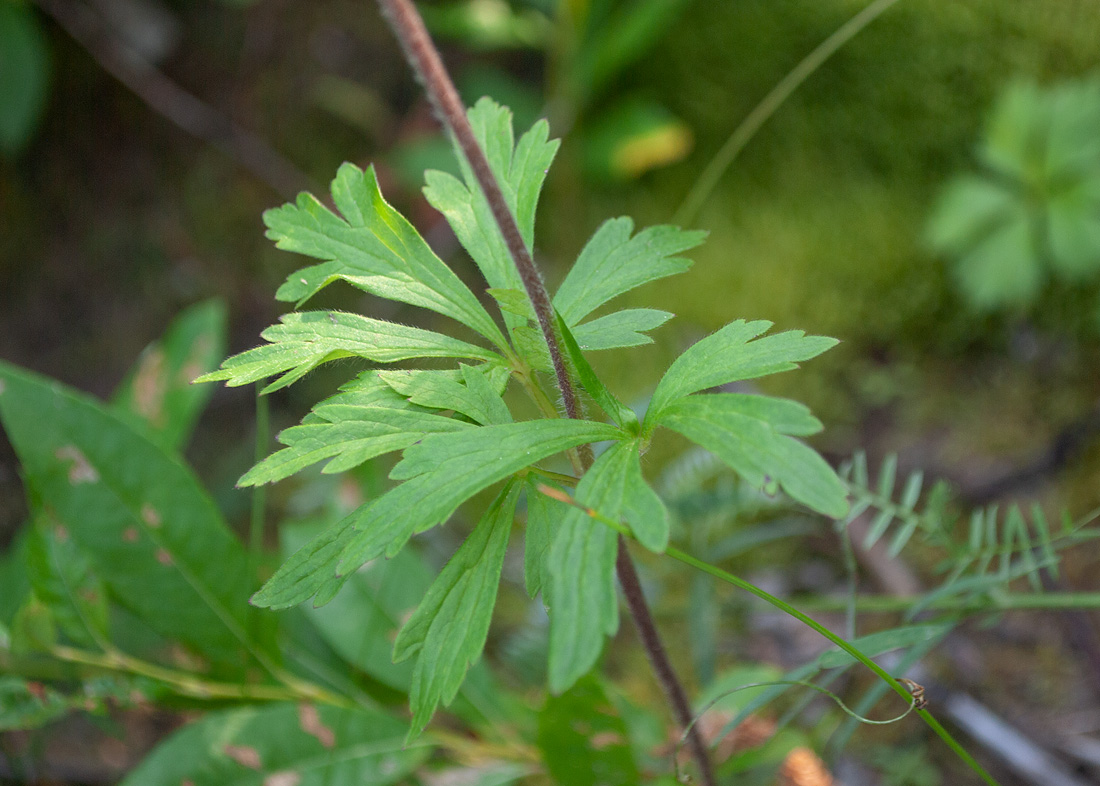 Изображение особи Anemone sylvestris.