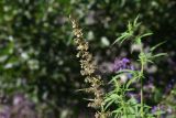 Cannabis sativa var. spontanea