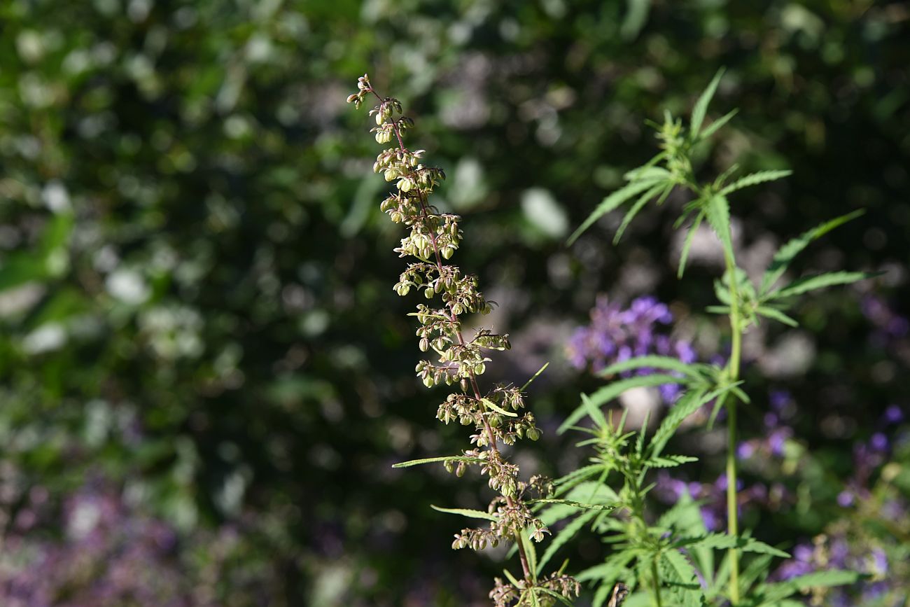 Image of Cannabis sativa var. spontanea specimen.