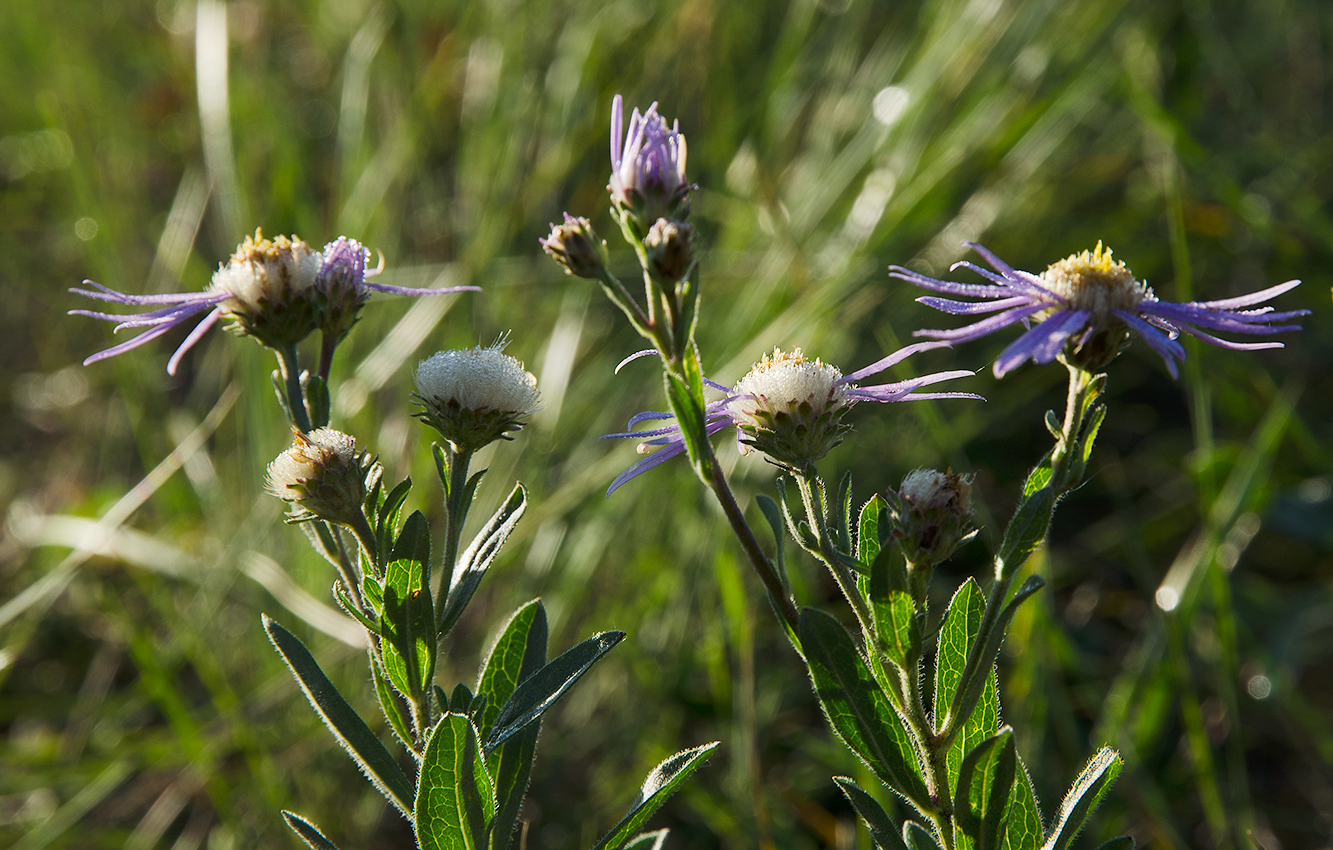 Image of Aster amellus specimen.