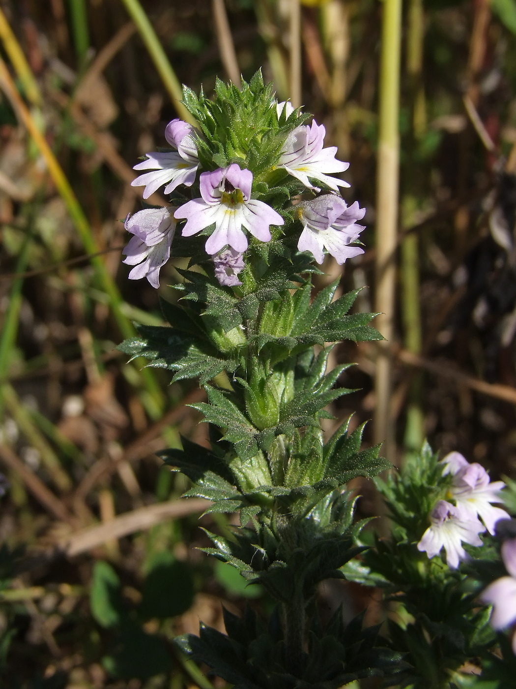 Image of Euphrasia brevipila specimen.