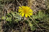 Taraxacum serotinum. Цветущее растение. Оренбургская обл., Беляевский р-н, Донской сельсовет, Долгие Горы, степной склон. 5 сентября 2023 г.