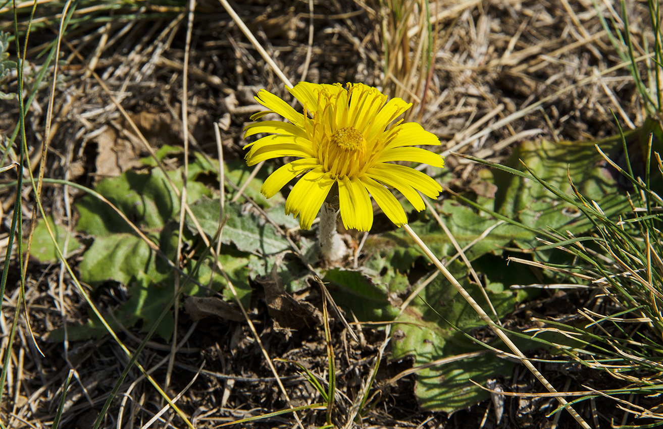 Изображение особи Taraxacum serotinum.