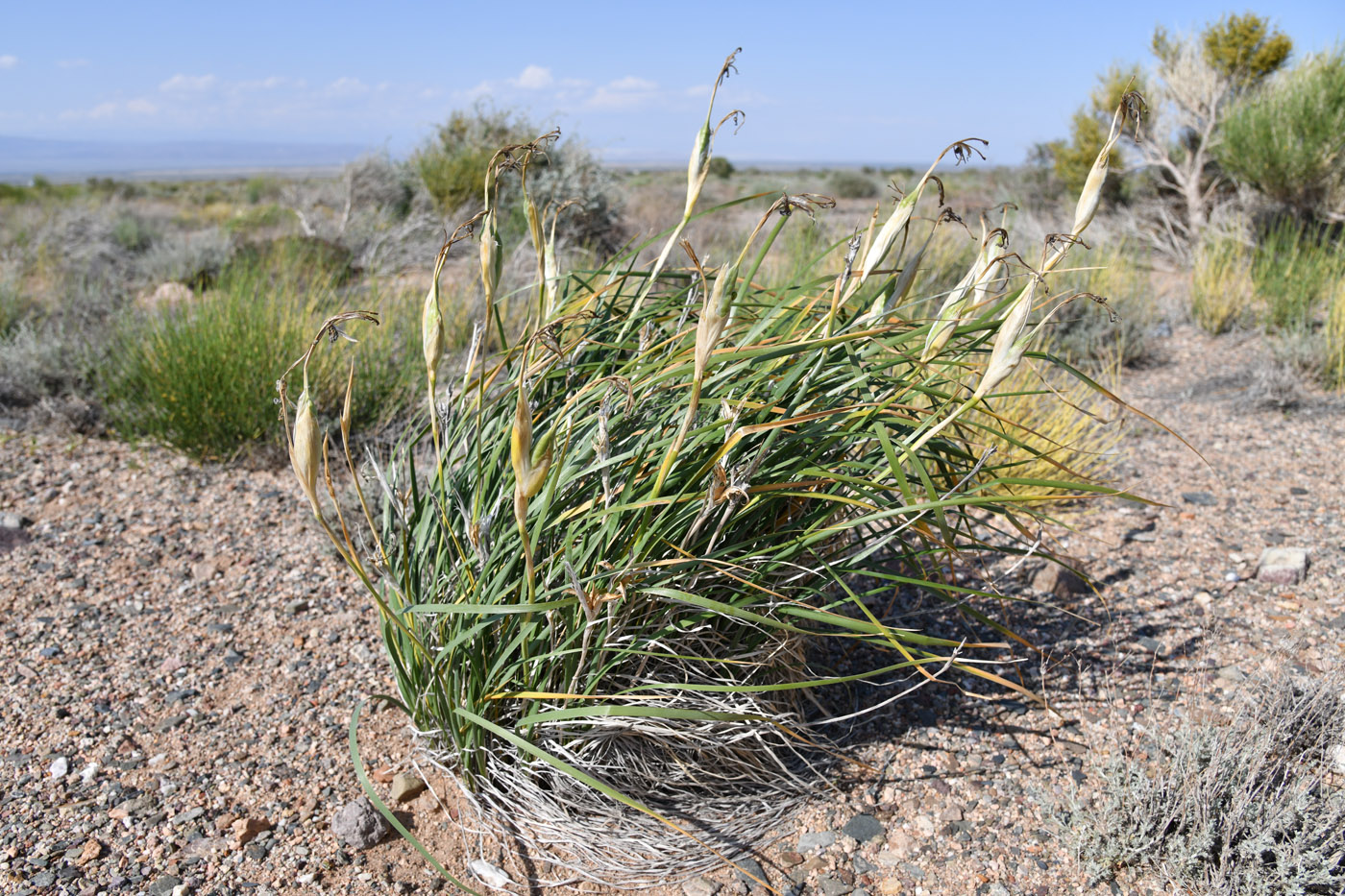 Image of Iris songarica specimen.