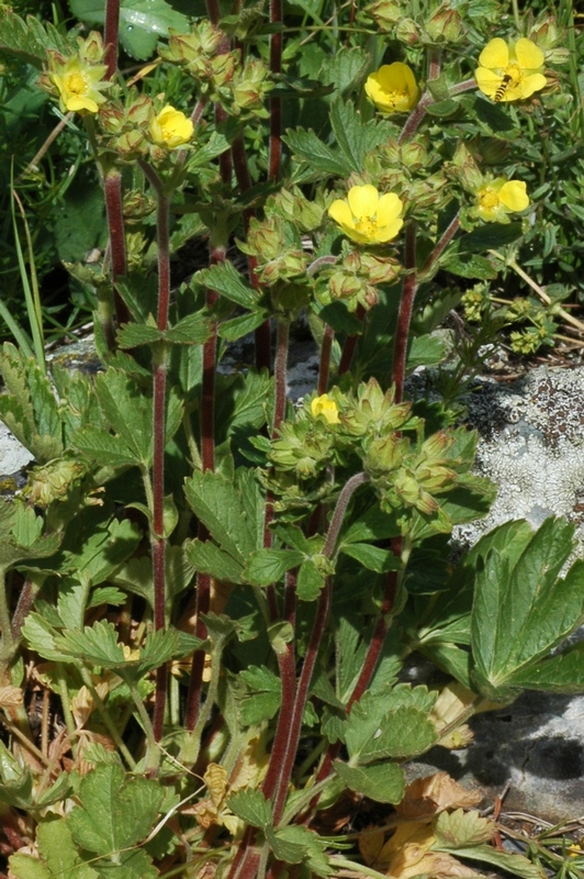 Image of Potentilla asiatica specimen.
