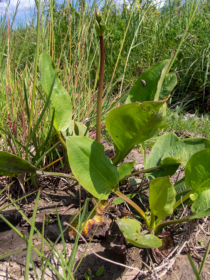 Image of Alisma plantago-aquatica specimen.