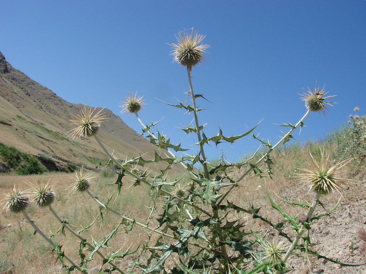 Изображение особи Echinops maracandicus.