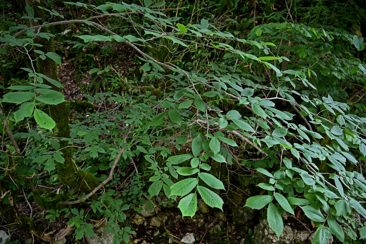 Изображение особи Ulmus glabra.