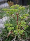 Euphorbia peplus. Цветущее растение. Абхазия, Гагрский р-н, с. Лдзаа, пустырь. 11.04.2024.
