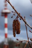 Alnus glutinosa. Часть ветви с мужскими и женскими (вверху) соцветиями. Ленинградская обл., Ломоносовский р-н, окр. Шепелёвского маяка; п-ов Каравалдай, берег Финского залива, подножие песчаного берегового вала, молодой черноольшаник. 26.04.2024.