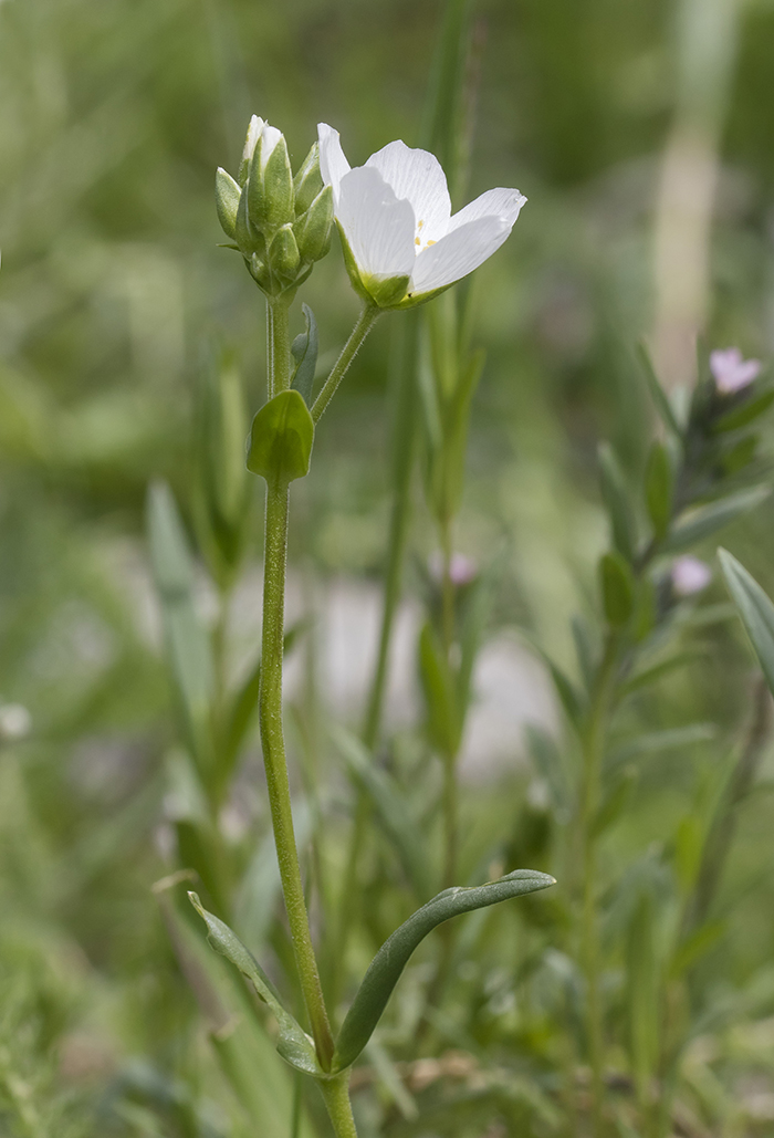 Image of Cerastium bungeanum specimen.