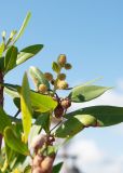 Conocarpus erectus