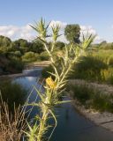 Carthamus lanatus. Верхушка расцветающего растения. Краснодарский край, Крымский р-н, окр. станицы Неберджаевская, долина р. Неберджай, на кромке обрыва высокого берега реки. 27.06.2024.
