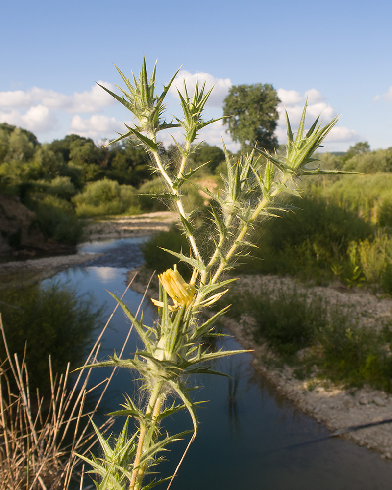 Изображение особи Carthamus lanatus.