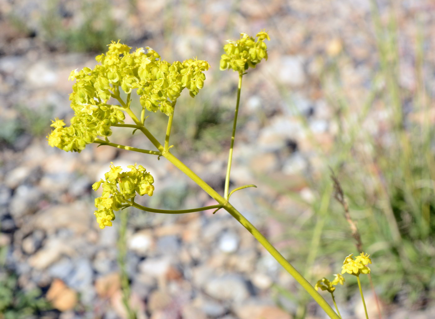 Image of Patrinia intermedia specimen.