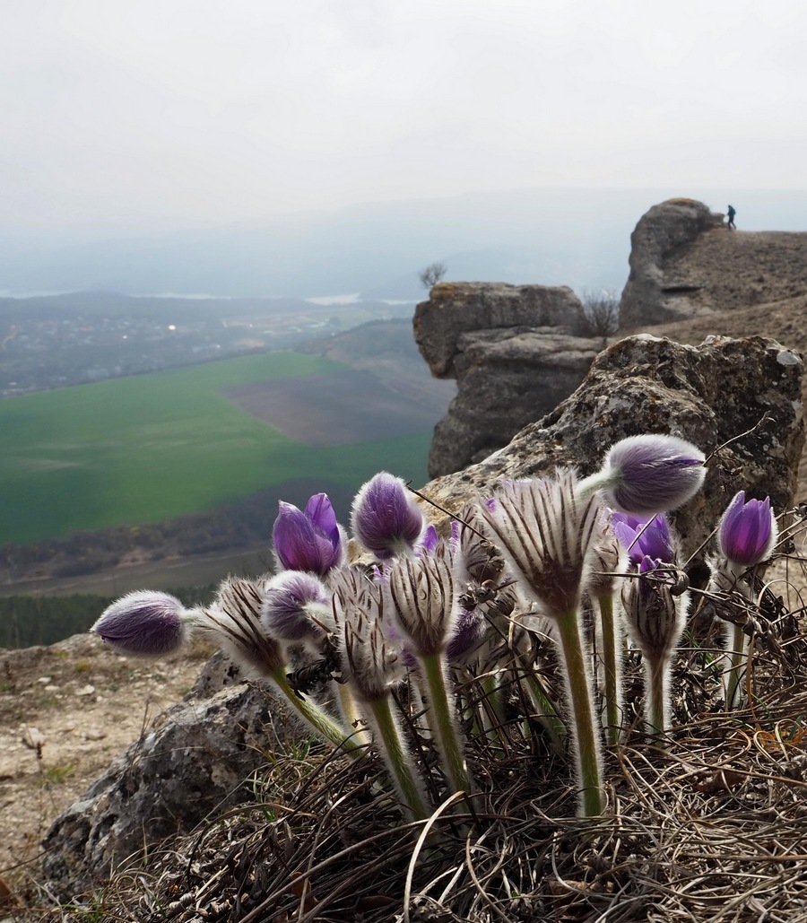 Изображение особи Pulsatilla taurica.