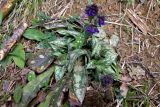 Pulmonaria longifolia