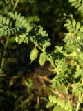 Cicer arietinum