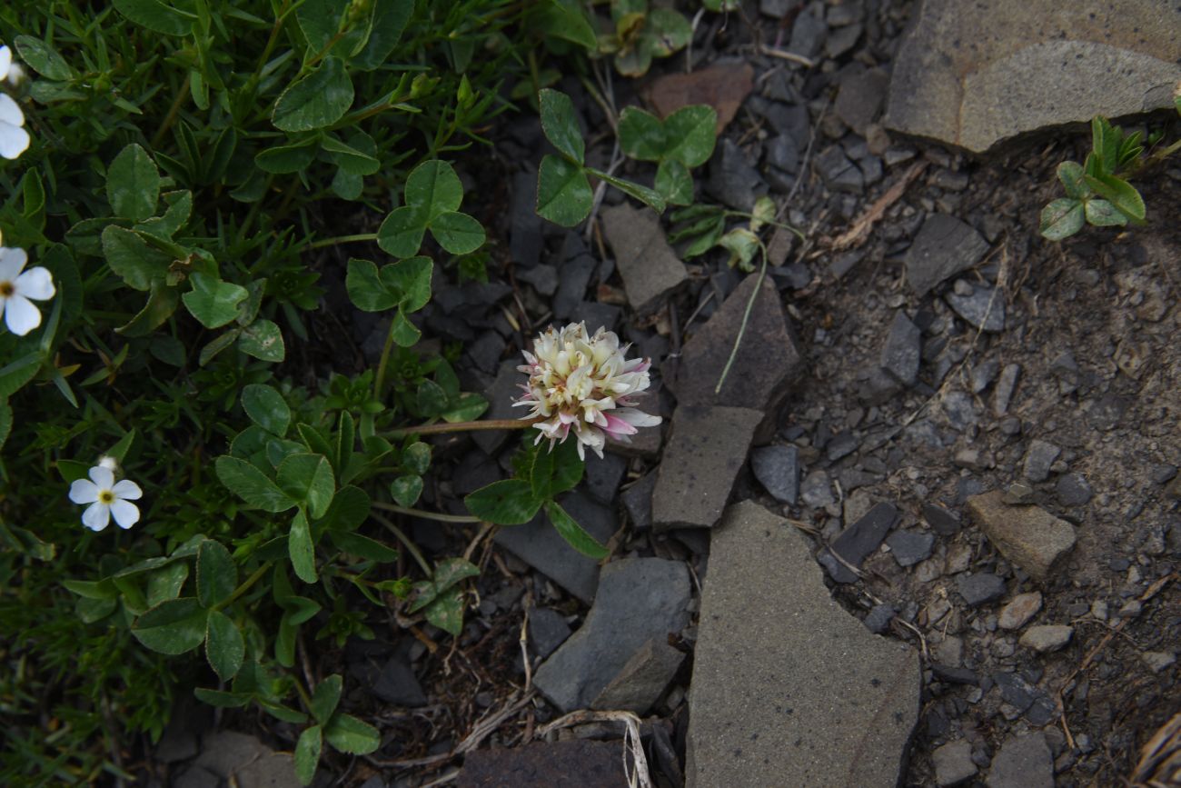 Изображение особи род Trifolium.