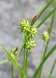 Carex flava