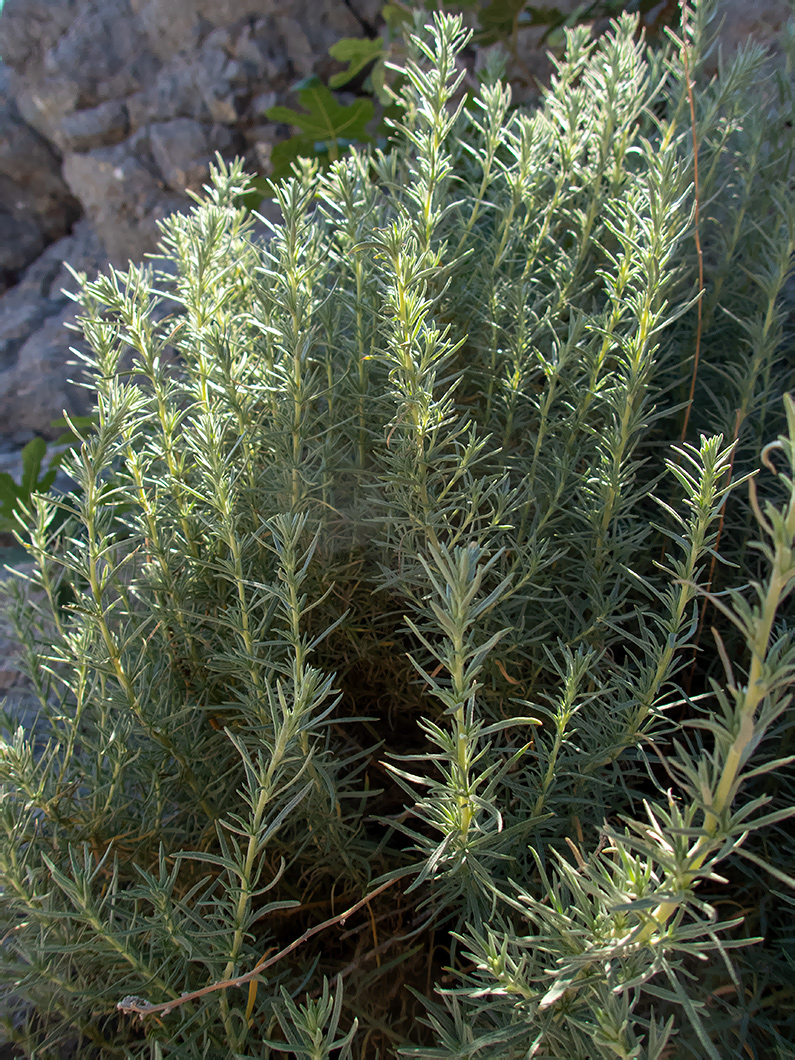 Image of Bassia prostrata specimen.