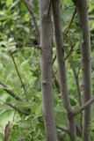 Salix cinerea