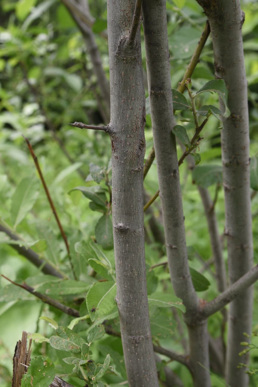 Image of Salix cinerea specimen.
