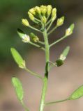 Draba huetii. Верхушка цветущего и плодоносящего растения. Узбекистан, Ташкентская обл., Угамский хр. окр. кишлака Хумсан, глинистая почва. 11.04.2015.