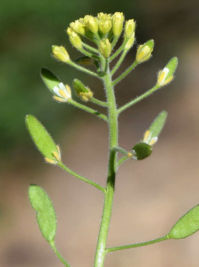 Image of Draba huetii specimen.