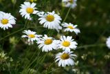 familia Asteraceae