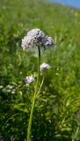 Valeriana wolgensis