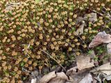род Polytrichum
