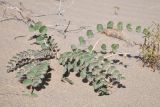 genus Astragalus