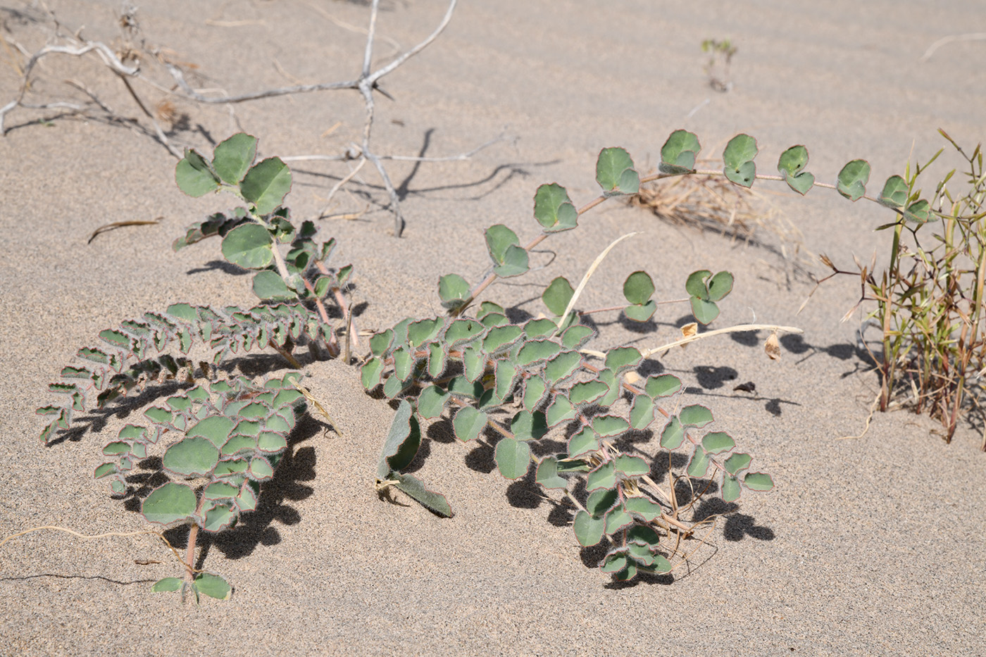Image of genus Astragalus specimen.