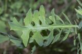 Scariola viminea