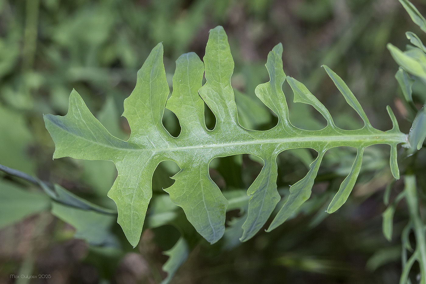 Image of Scariola viminea specimen.