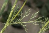 Adonis flammea