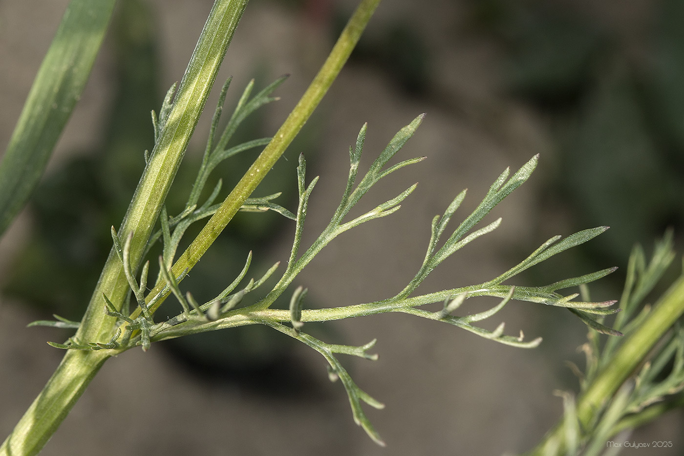 Image of Adonis flammea specimen.