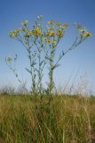 Senecio borysthenicus