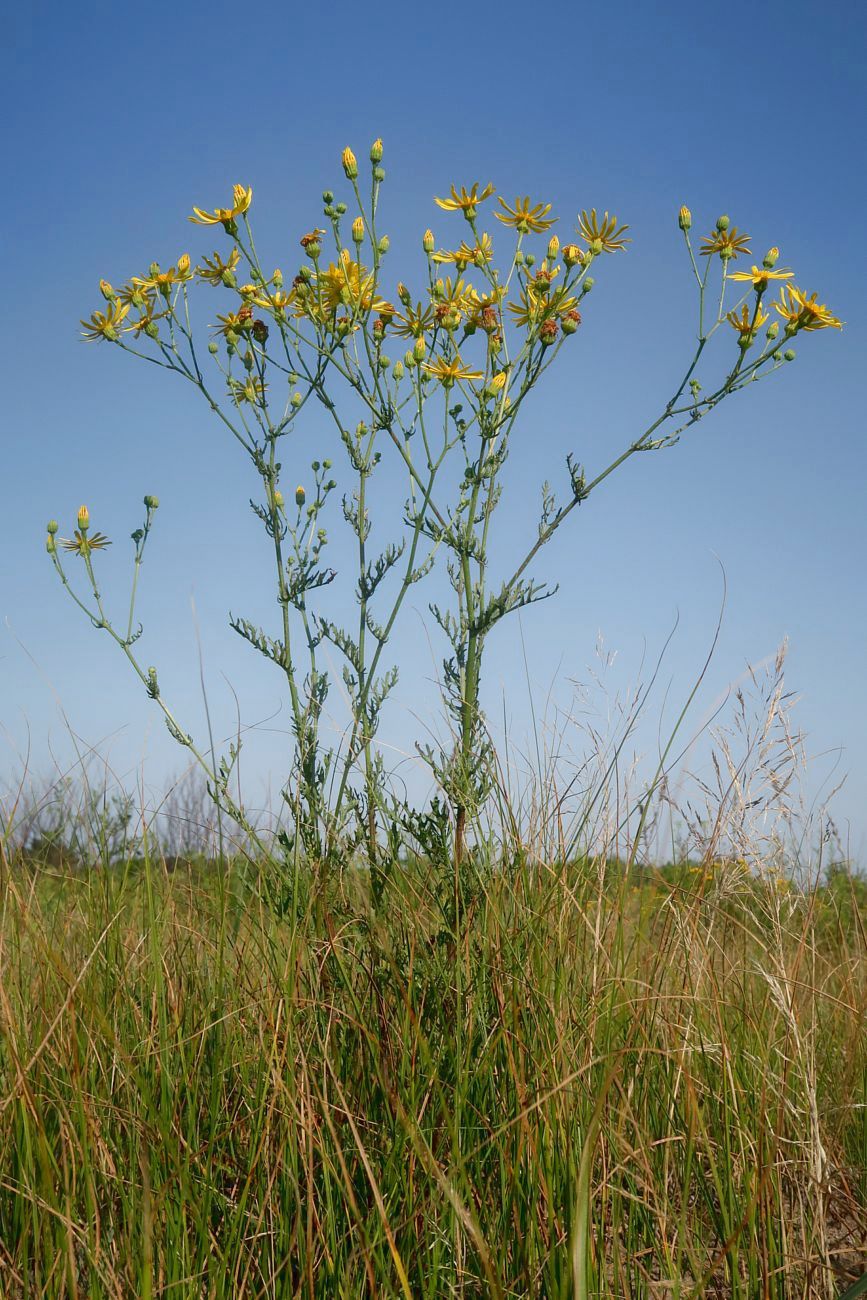 Изображение особи Senecio borysthenicus.