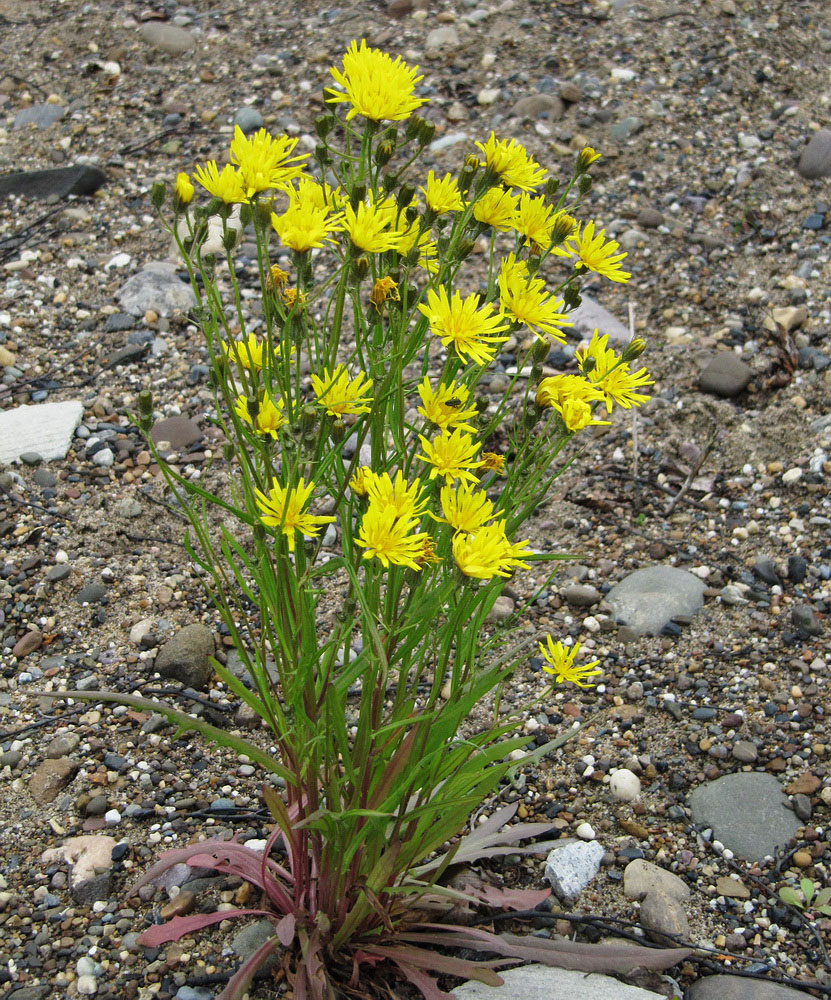 Image of Crepis tectorum specimen.